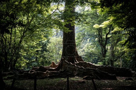 kayu raja oder der Königsbaum aus Asien mit großer Wurzel und einer der größten Bäume der Welt Foto aufgenommen in Kebun raya bogor indonesien.