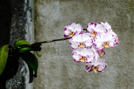 Beautiful flower of doritaenopsis artificial hybrid genus plant or moon orchid.