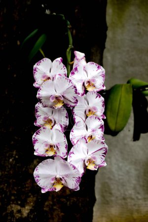 Téléchargez les photos : Belle fleur de doritaenopsis plante hybride artificielle de genre ou orchidée de lune. - en image libre de droit