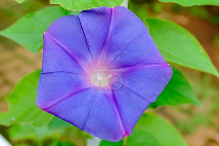 Schöne schieferblaue Blume von Ipomoea indica ist eine Blütenpflanze aus der Familie der Convolvulaceae, die unter mehreren gebräuchlichen Namen bekannt ist, darunter Blue morning glory, Oceanblue morning glory, Koali awa und Blue dawn flower.