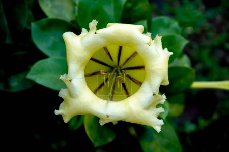 Close up of beautiful Yellow flower Solandra grandiflora. Selective focus