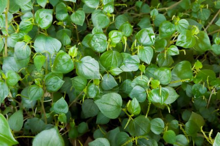 Sirih Cina leaves or Peperomia pellucida (L.) Kunth is a medicinal plant used to manage inflammatory illnesses such as conjunctivitis, and gastrointestinal and respiratory tract disorders in tropical and subtropical regions.