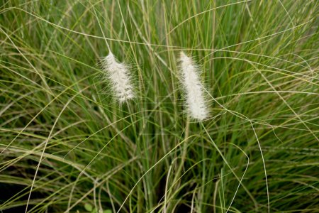 Belle herbe de cogon blanc poussant au bord du lac. Poaceae ou Gramineae est une grande famille de fleurs monocotylédones presque omniprésentes.