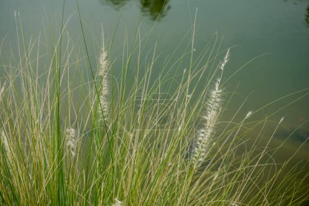 Belle herbe de cogon blanc poussant au bord du lac. Poaceae ou Gramineae est une grande famille de fleurs monocotylédones presque omniprésentes.