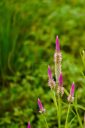 Schöne Celosia rosa und weiße Blume, Weizen Celosia Feld isoliert auf grünen Natur verschwommenen Hintergrund. Sommerblumen. Selektiver Fokus
