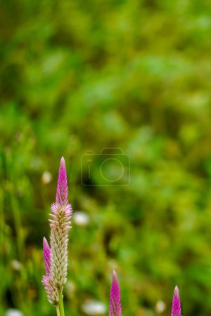 Beautiful Celosia pink and white flower, Wheat Celosia field isolated on green nature blurred background. Summer flowers. Selective focus