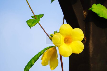 Diese schöne gelbe Blume hat die Bedeutung von Glück. Alamanda wird auch die goldene Glockenblume genannt.