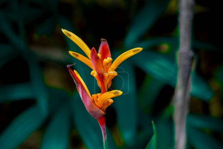 fleur de paradis, fleur colorée sur fond de nature feuillage tropical foncé
