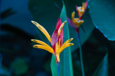 fleur de paradis, fleur colorée sur fond de nature feuillage tropical foncé