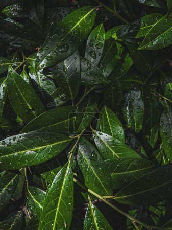 Téléchargez les photos : Vert feuilles motif fond trempé par l'eau de pluie, fond naturel abstrait. Photo de haute qualité - en image libre de droit