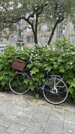 Bicycle with basket in Amsterdam . High quality photo .