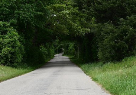 Tree-lined Backroads in Texas