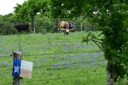 Longhorn en un campo de bluebonnet en Texas