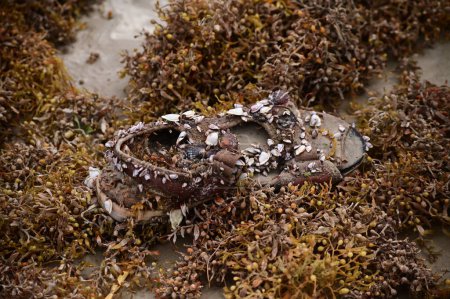 a closeup shot of barnacles on a shoe