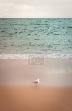Seagull's Paradise: A Serene Coastal Haven with Pink Sands, Crystal Waters, and Vibrant Sunshine