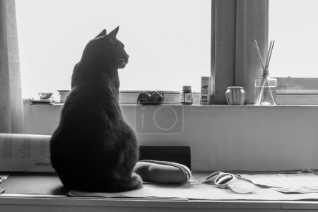 Graue schwarze Katze im Fenster beobachtet das Leben und die Dinge um ihn herum