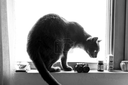 Graue schwarze Katze im Fenster beobachtet das Leben und die Dinge um ihn herum