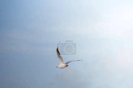 White gull bird bird flying in the blue sky above the sea on a beach in Sydney Australia