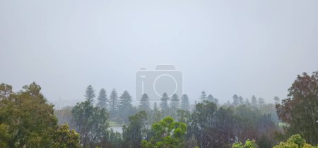 Green trees and large pine trees under a torrential rain with the city covered in heavy fog
