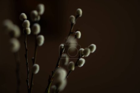 Foto de Gatos en una rama, pequeñas flores esponjosas - Imagen libre de derechos