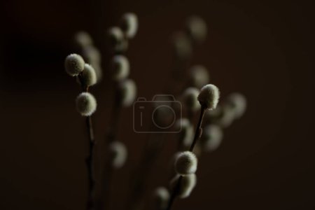 Foto de Gatos en una rama, pequeñas flores esponjosas - Imagen libre de derechos