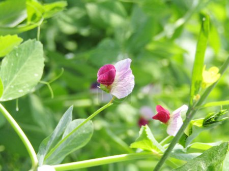 The pea is a cool- season annual vine that is smooth and has a bluish-green waxy appearance.