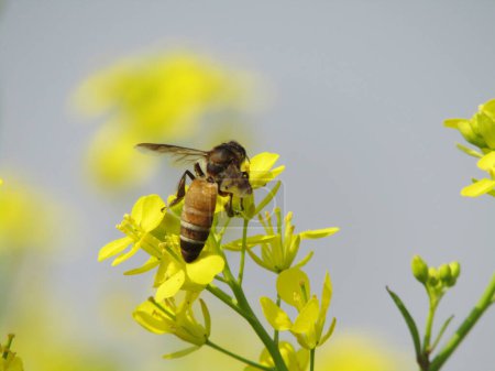 Wie alle Insekten ist der Körper einer Biene in drei Teile unterteilt: einen Kopf mit zwei Fühlern, einen Brustkorb mit sechs Beinen und einen Hinterleib. Alle Bienen haben irgendwo am Körper verzweigte Haare und zwei Flügelpaare.