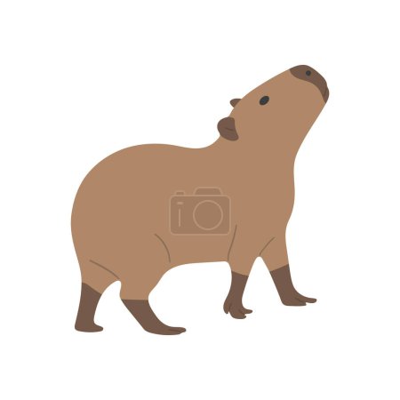capybara single 24 cute on a white background, vector illustration. capybara is the largest rodent.