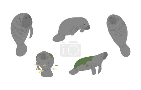 Manatee 2 cute on a white background, vector illustration