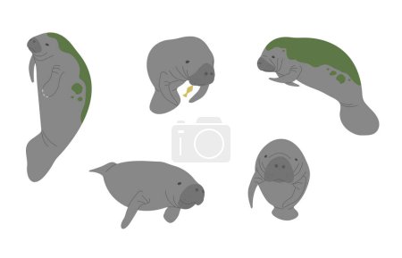 Manatee 1 cute on a white background, vector illustration