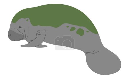 Manatee Single 18 cute on a white background, vector illustration