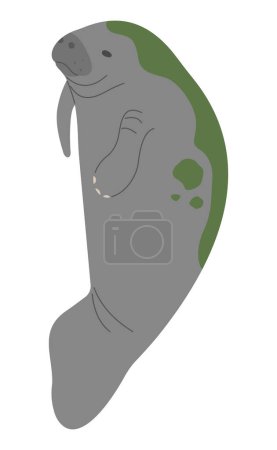 Manatee Single 13 cute on a white background, vector illustration
