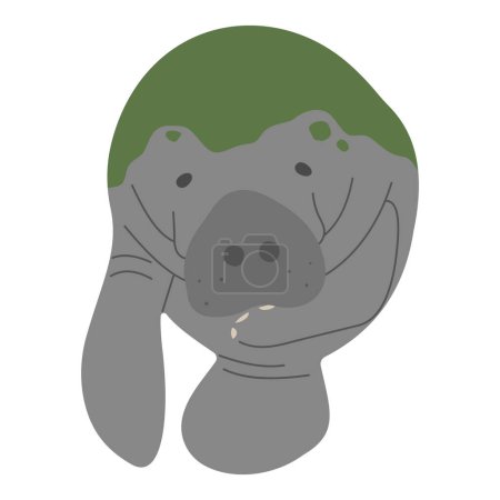 Manatee Single 12 cute on a white background, vector illustration