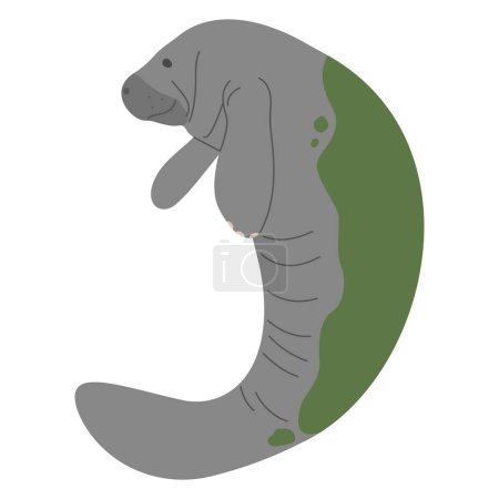 Manatee Single 4 cute on a white background, vector illustration