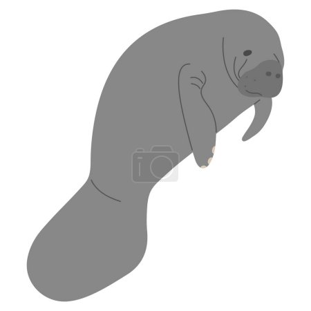 Manatee Single 3 cute on a white background, vector illustration