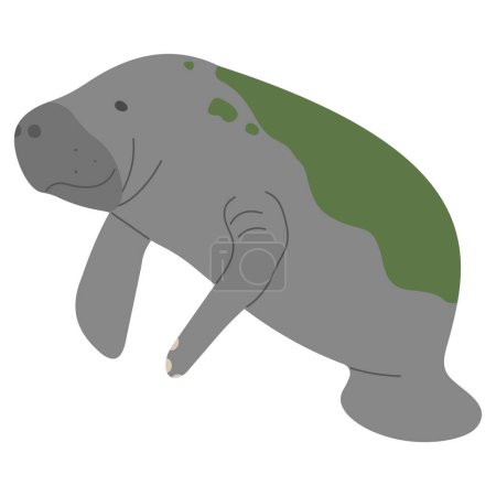 Manatee Single 1 cute on a white background, vector illustration