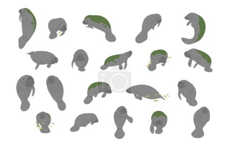 Manatee collection 1 cute on a white background, vector illustration