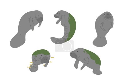Manatee 4 cute on a white background, vector illustration