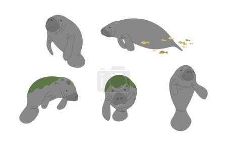 Manatee 3 cute on a white background, vector illustration