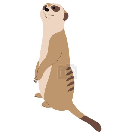 Meerkat Single 16 cute on a white background, vector illustration