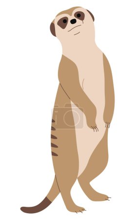 Meerkat Single 13 mignon sur un fond blanc, illustration vectorielle