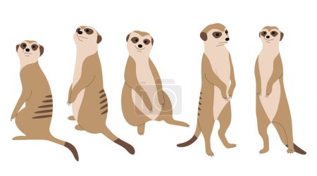 Meerkat 3 cute on a white background, vector illustration