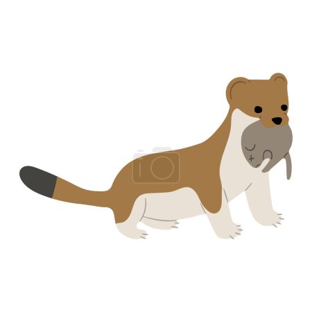 Stoats,ermine and weasels cute Single 33 on a white background, vector illustration. 