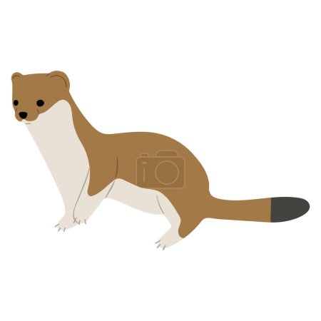 Stoats,ermine and weasels cute Single 25 on a white background, vector illustration. 