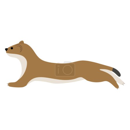 Stoats,ermine and weasels cute Single 15 on a white background, vector illustration. 