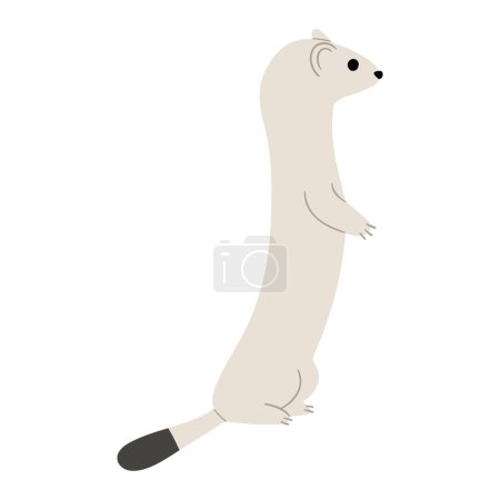 stoats,ermine and weasels cute 10 on a white background, vector illustration. Stoats have a long, thin body with a tail that ends in a bushy black tip. Their fur is sandy-brown to chestnut with white-cream underparts, Some stoats turn completely or p