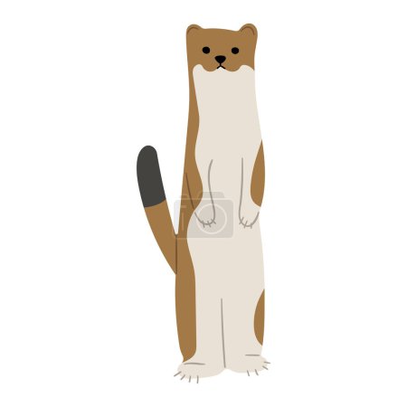 Illustration for Stoats,ermine and weasels cute 7 on a white background, vector illustration. Stoats have a long, thin body with a tail that ends in a bushy black tip. Their fur is sandy-brown to chestnut with white-cream underparts, Some stoats turn completely or pa - Royalty Free Image