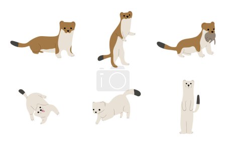 stoats,ermine and weasels cute 6 on a white background, vector illustration. Stoats have a long, thin body with a tail that ends in a bushy black tip. Their fur is sandy-brown to chestnut with white-cream underparts, Some stoats turn completely or pa