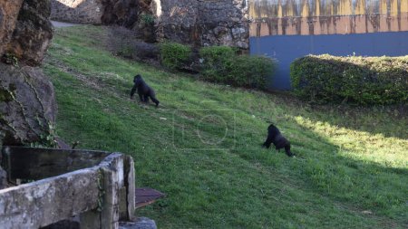 gorillas walking in a natural park