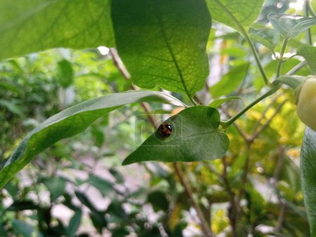 Foto eines Marienkäfers, der auf einem Blatt hockt